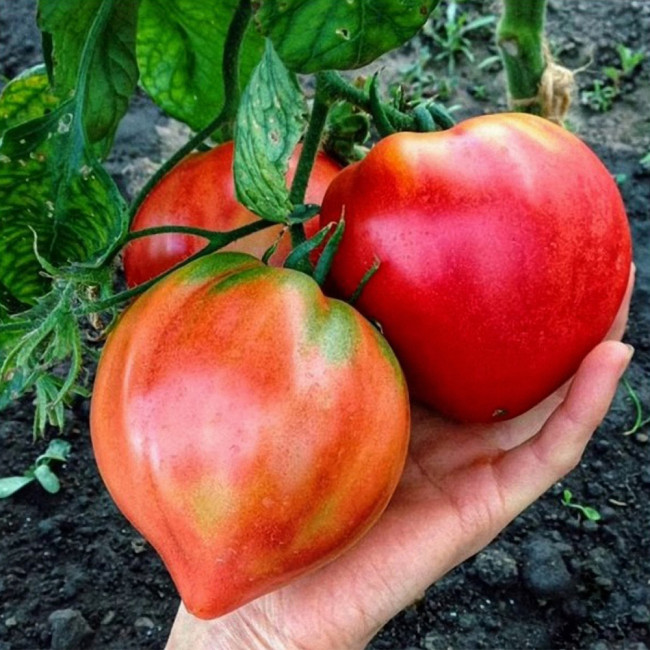 Tomato Seeds Russian Pink Oxheart - Heirloom Giant Heart-Shaped, Sweet High-Yield, Premium Market Variety