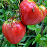 Tomato Seeds Russian Pink Oxheart - Heirloom Giant Heart-Shaped, Sweet High-Yield, Premium Market Variety