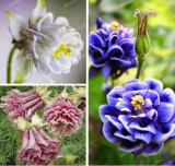 Mixed Aquilegia (Columbine) Seed Long Bloom Season Hardy Flower
