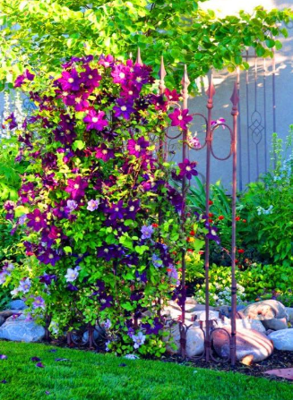 Clematis Garden Seeds Outdoor Plant (Color: 21)