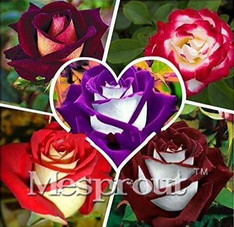 a Large Collection of All Kinds of Rare Rose Seed Perennial Flowers (Color: Mix)