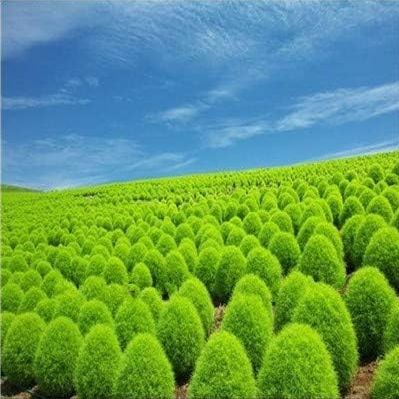 Perennial Grass Burning Bush Kochia Scoparia Grass Seeds (Color: 1)