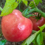 Tomato Seeds Russian Pink Oxheart - Heirloom Giant Heart-Shaped, Sweet High-Yield, Premium Market Variety