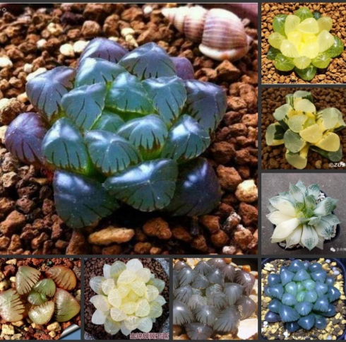 Haworthia cooperi Baker Plant semillas Sementes C1-25 - (Color: 16)
