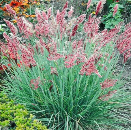 Pennisetum Alopecuroides Herb Seed Home Garden Ornamental (Color: 3)
