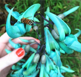 Jade Vine 'Strongylodon Macrobotrys' Flower Seed Fragrant Perennial Blue Flower