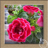 Gloxinia garden Perennial Flowering Plants Sinningia Speciosa Seeds (Color: 2)