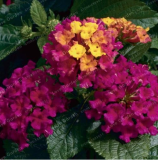 Lantana Camara Seeds Perennial Gorgeous Flower for Home Garden - (Color: 1)