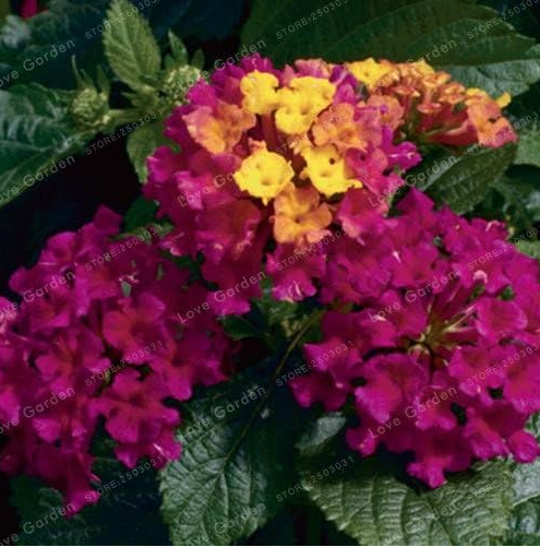 Lantana Camara Seeds Perennial Gorgeous Flower for Home Garden - (Color: 1)