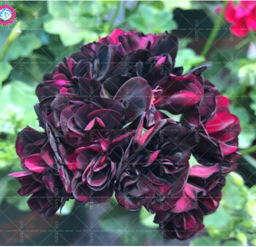 Rare Geranium Black Rose Pelargonium Perennial Flower Hardy Plant Seed (Color: 1)