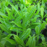 Tea Plant Seeds - Premium Camellia sinensis for Homegrown Tea & Oil Production