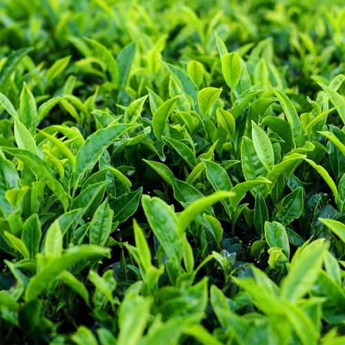 Tea Plant Seeds - Premium Camellia sinensis for Homegrown Tea & Oil Production