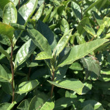 Tea Plant Seeds - Premium Camellia sinensis for Homegrown Tea & Oil Production