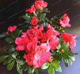 Indoor Potted Seed Azalea Flowers Seed Very Beautiful Flower