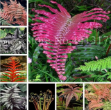 Rare Mixed Colors Fern Seeds Perennial Herb Plants Blooming Pot Flower Indoor