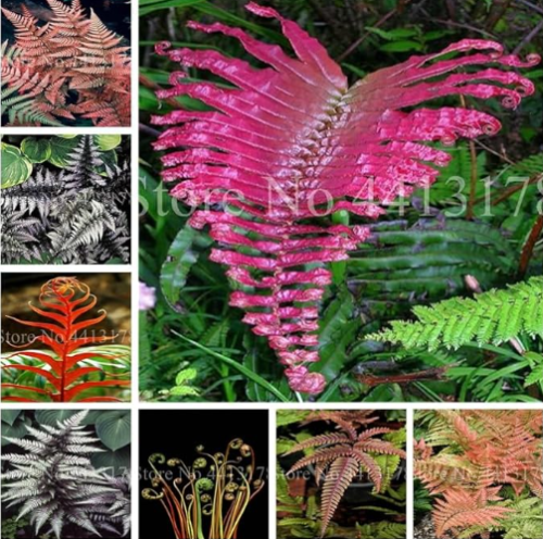 Rare Mixed Colors Fern Seeds Perennial Herb Plants Blooming Pot Flower Indoor