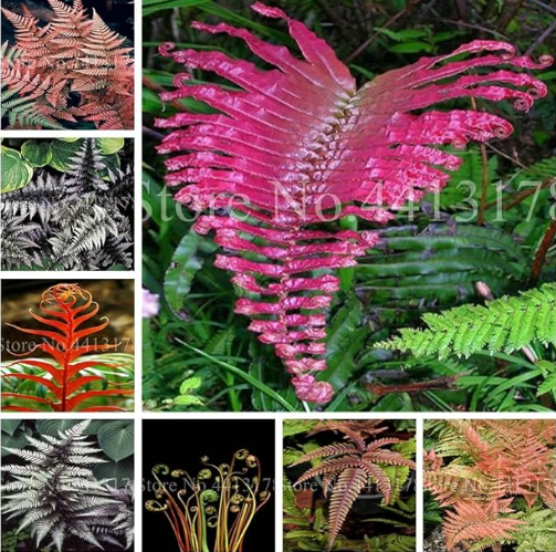 Rare Mixed Colors Fern Seeds Perennial Herb Plants Blooming Pot Flower Indoor
