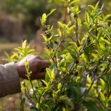 Tea Plant Seeds - Premium Camellia sinensis for Homegrown Tea & Oil Production