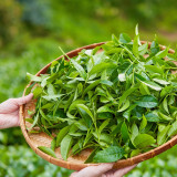 Tea Plant Seeds - Premium Camellia sinensis for Homegrown Tea & Oil Production