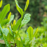 Tea Plant Seeds - Premium Camellia sinensis for Homegrown Tea & Oil Production