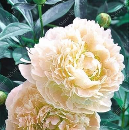 Rare Double Peony Seed Multicolor Perennial Peony Flowers (Color: 16)