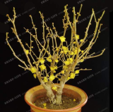 Wintersweet Seed Chimonanthus Fragrans Praecox Deciduous Shrub (Color: 3)