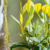 Tea Plant Seeds - Premium Camellia sinensis for Homegrown Tea & Oil Production