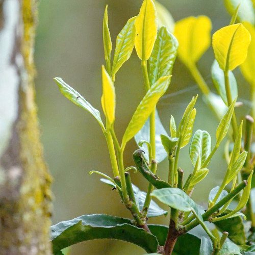 Tea Plant Seeds - Premium Camellia sinensis for Homegrown Tea & Oil Production