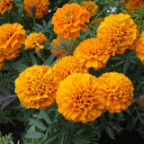African Marigold Seeds - Tagetes erecta, Giant Orange & Yellow Blooms, Long Blooming Season, Easy to Grow