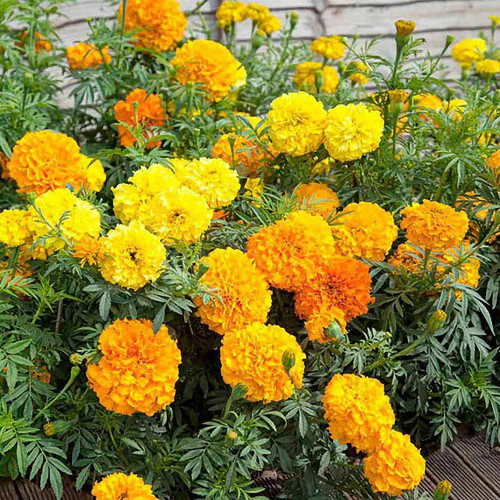 African Marigold Seeds - Tagetes erecta, Giant Orange & Yellow Blooms, Long Blooming Season, Easy to Grow