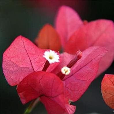 Bougainvillea Plant Seeds Bougainvillea Spectabilis Willd Flower (Color: 6)