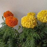 African Marigold Seeds - Tagetes erecta, Giant Orange & Yellow Blooms, Long Blooming Season, Easy to Grow