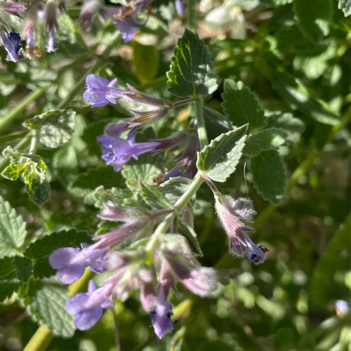 Fragrant Mint Seeds - Lavender-Blue Flowers & Aromatic Leaves, Fast-Growing Perennial with Cooling Mint Fragrance