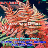 Garden Fern Seed Rare Creeper Vines Grass Plants Rainbow Foliage