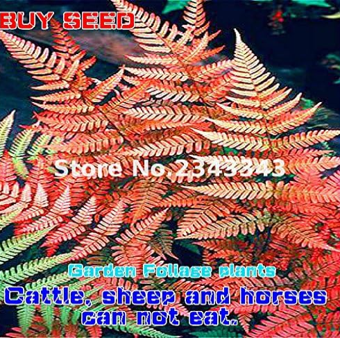 Garden Fern Seed Rare Creeper Vines Grass Plants Rainbow Foliage