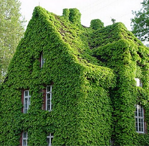 Green Boston Ivy Seeds Ivy Seed for Home & Garden