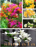 Bougainvillea Spectabilis Garden Perennial Seed (Color: Mixed)