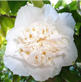 Common Camellia Seeds Potted Flowers (Color: 18)