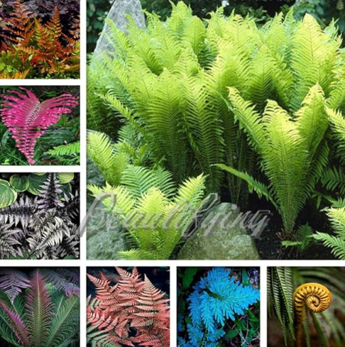 Mixed Colorful Fern Seeds Rare Creeper Vines Grass Ornamental