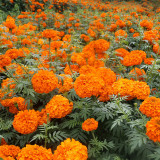 African Marigold Seeds - Tagetes erecta, Giant Orange & Yellow Blooms, Long Blooming Season, Easy to Grow