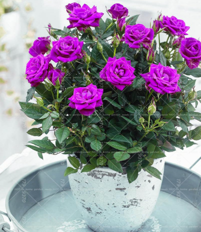 Purple Rose Seeds Noble Rosa Rugosa Perennial Indoor Flowering