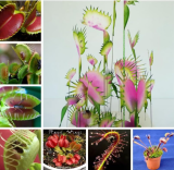 Dionaea Muscipula Giant Clip Venus Fly Trap Insectivorous Outdoor & Indoor (Color: 3)