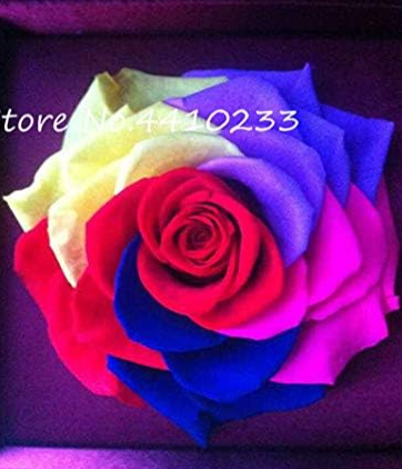 Multi-Color Rose Plants,Rainbow Roses Seeds (Color: m)
