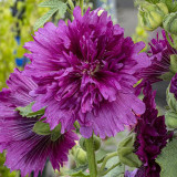 Lilac Rose Hollyhock - Alcea rosea, Fragrant Double-Petaled Hollyhock, Tall Cottage Garden Seeds, Ornamental & Edible