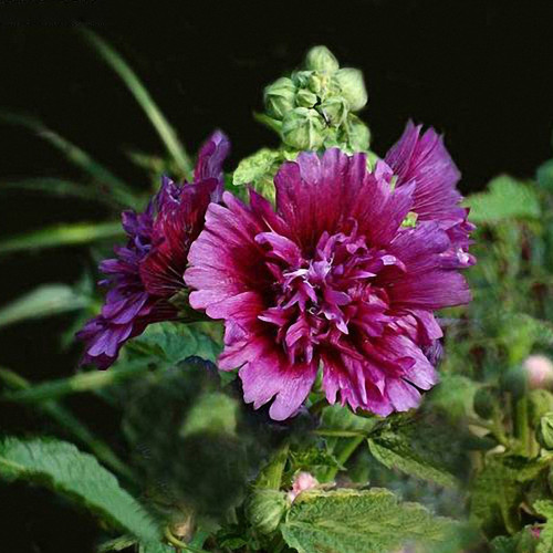 Lilac Rose Hollyhock - Alcea rosea, Fragrant Double-Petaled Hollyhock, Tall Cottage Garden Seeds, Ornamental & Edible
