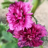 Lilac Rose Hollyhock - Alcea rosea, Fragrant Double-Petaled Hollyhock, Tall Cottage Garden Seeds, Ornamental & Edible