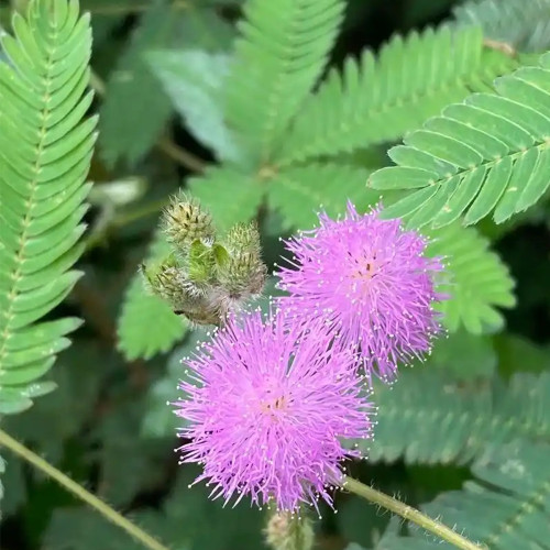 Sensitive Plant Seeds - Mimosa Pudica Seeds, Touch-Responsive Moving Leaves, Pink Flowers & Herbal Uses