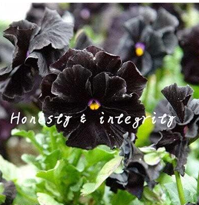 Colorful Pansy Seed Wavy Viola Tricolor Pansy Flower Seeds (Color: 21)