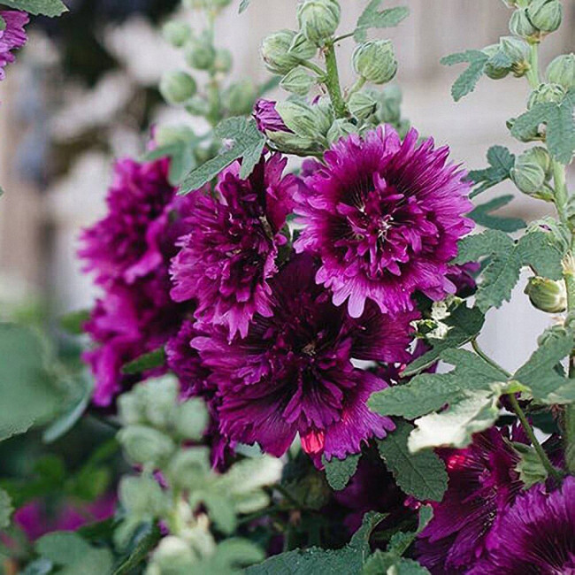 Lilac Rose Hollyhock - Alcea rosea, Fragrant Double-Petaled Hollyhock, Tall Cottage Garden Seeds, Ornamental & Edible