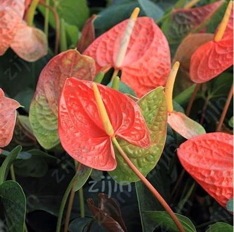 Anthurium Seed Balcony Potted Plant (Color: Greenish-red)